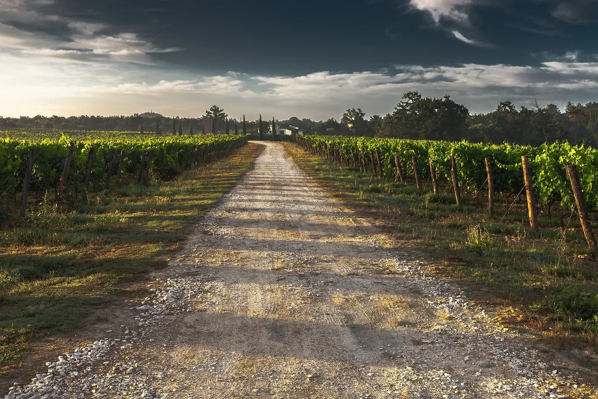 Domaine viticole La Doussinière - Vignobles en Dordogne, terroir d'exception avec vieilles vignes plantées en 1955